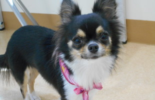 ☆トリミングに来たお友達☆