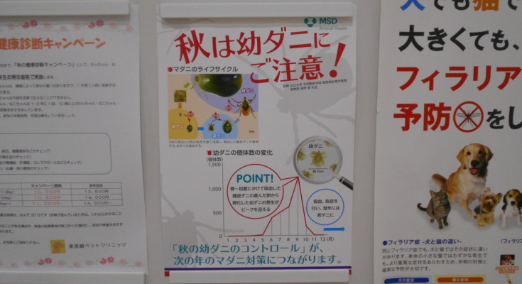 秋もマダニに注意が必要です!
