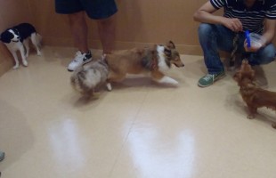 ☆子犬しつけ相談会☆