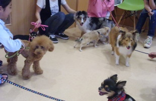 ☆子犬しつけ相談会☆