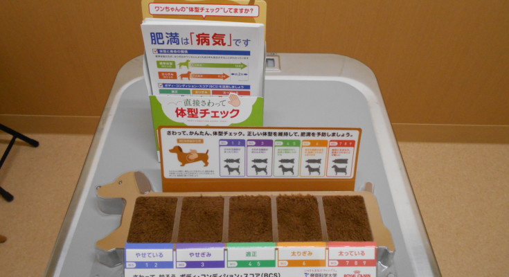 肥満度チェックをしてみませんか?