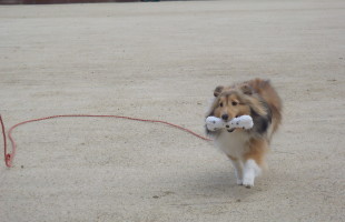 本日の子犬しつけ相談会は中止です