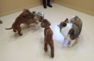 ☆子犬しつけ相談会☆