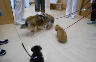 ☆子犬しつけ相談会☆