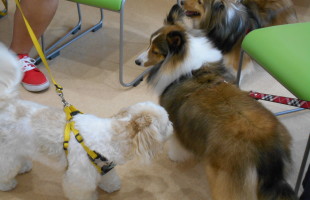 ☆子犬しつけ相談会☆