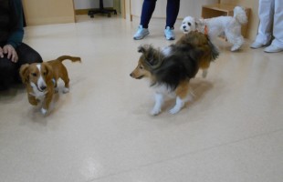 ☆子犬しつけ相談会☆