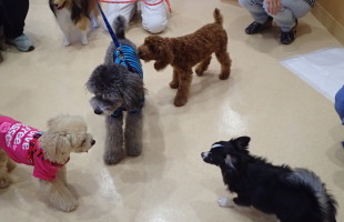 ☆子犬しつけ相談会☆