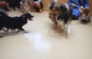 ☆子犬しつけ相談会☆