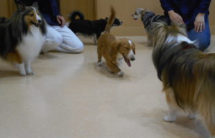 ☆子犬しつけ相談会☆