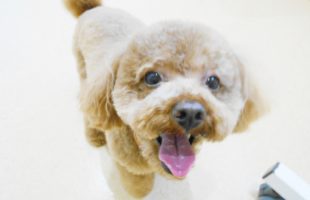 ☆トリミングに来たお友達☆