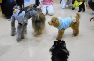 ☆子犬しつけ相談会☆