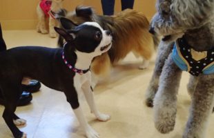 ☆子犬しつけ相談会☆