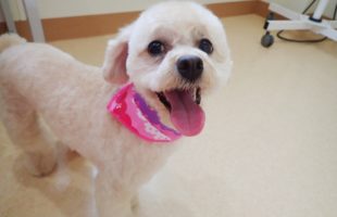 ☆トリミングに来たお友達☆