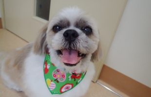 ☆トリミングに来たお友達☆