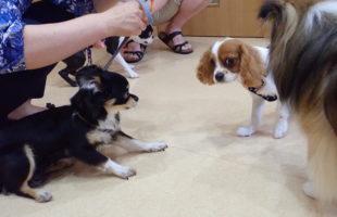 ☆子犬しつけ相談会☆