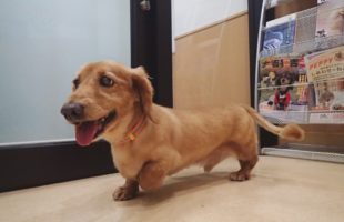 ☆ペットホテルのお友達☆