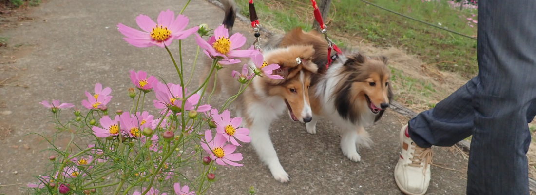 10月リリィ