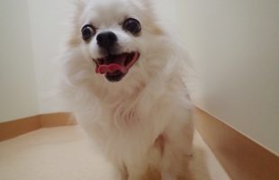 ☆ペットホテルのお友達☆