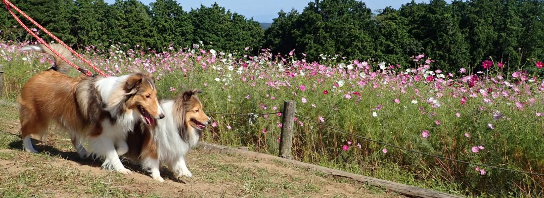 9月リリィ