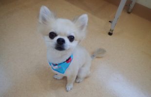 ☆トリミングに来たお友達☆