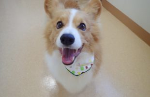 ☆トリミングに来たお友達☆