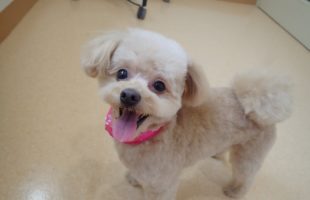 ☆トリミングに来たお友達☆
