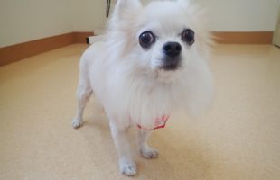 ☆トリミングに来たお友達☆