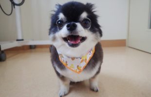 ☆トリミングに来たお友達☆