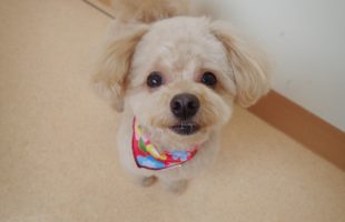 ☆トリミングに来たお友達☆