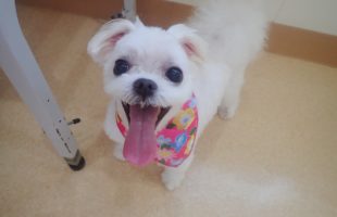 ☆トリミングに来たお友達☆
