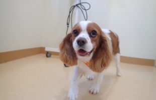 ☆トリミングに来たお友達☆