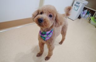 ☆トリミングに来たお友達☆