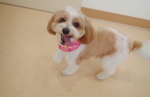 ☆トリミングに来たお友達☆