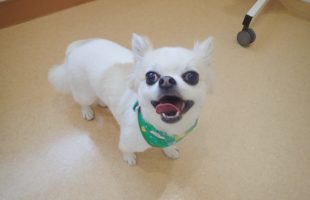 ☆トリミングに来たお友達☆