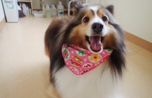 ☆トリミングに来たお友達☆
