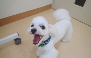 ☆トリミングに来たお友達☆