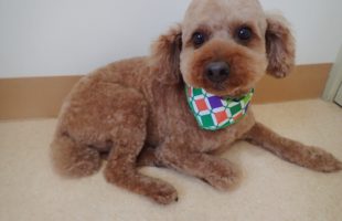 ☆トリミングに来たお友達☆
