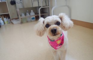 ☆トリミングに来たお友達☆