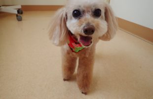 ☆トリミングに来たお友達☆