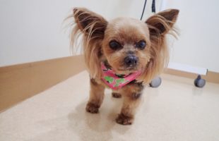 ☆トリミングに来たお友達☆
