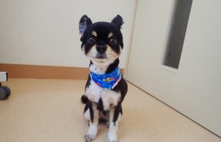 ☆トリミングに来たお友達☆