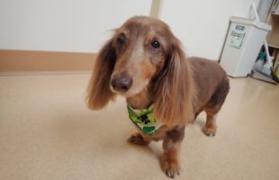 ☆トリミングに来たお友達☆