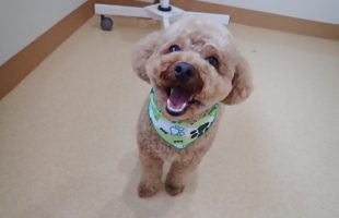 ☆トリミングに来たお友達☆