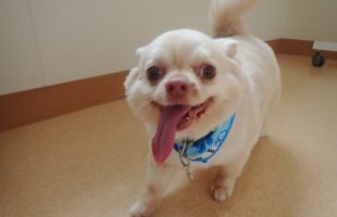 ☆トリミングに来たお友達☆