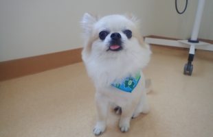 ☆トリミングに来たお友達☆