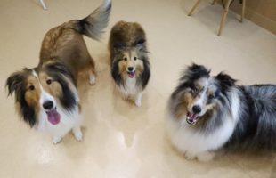 ☆トリミングに来たお友達☆
