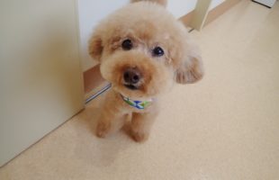 ☆トリミングに来たお友達☆