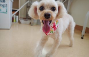 ☆トリミングに来たお友達☆