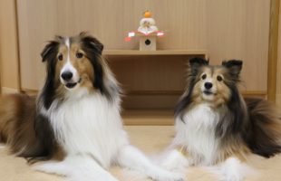 あけましておめでとうございます